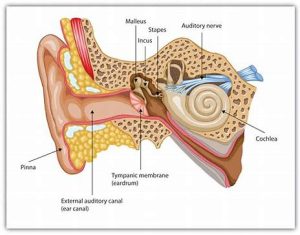 Human Ear Anatomy
